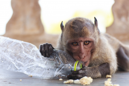 Monkey eating something during day timeの写真素材