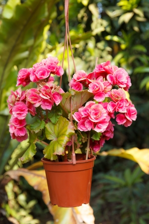 Beautiful pink rose in the garden on day timeの写真素材
