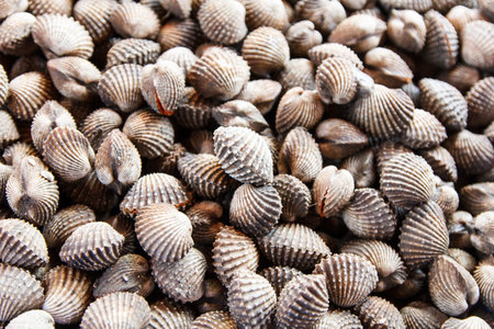 Background of fresh cockles for sale at market