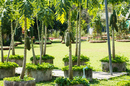 papaya fruit and papaya tree in the gardenの写真素材