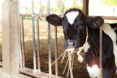 Cow stand with grass on day timeの写真素材
