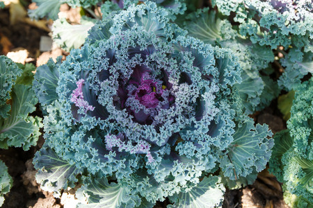 Cauliflower in the garden on day time-2の写真素材