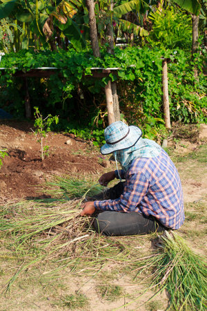 Rural farmer working in the gardenの写真素材