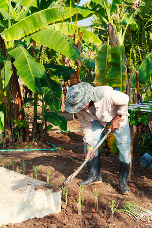 Rural farmer working in the garden-3の写真素材