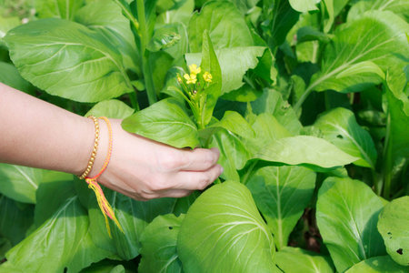 Farmer hand with green vegetable tree on daytimeの写真素材