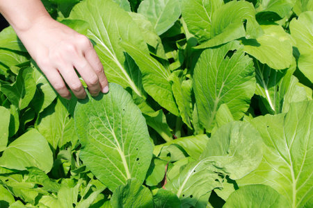 Farmer hand with green vegetable tree on daytime-2の写真素材