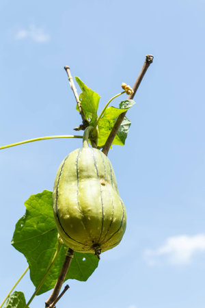 Thai bitter melon with blue sky backgroundの写真素材