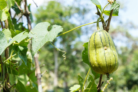 Thai bitter melon in the gardenの写真素材