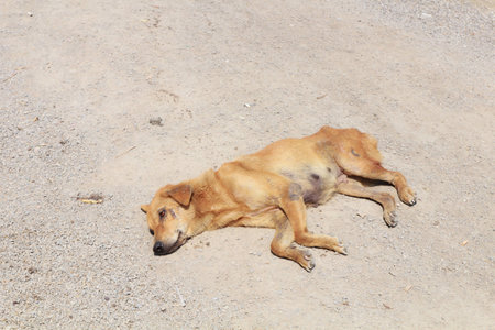 Homeless dog sleeping on the streetの写真素材