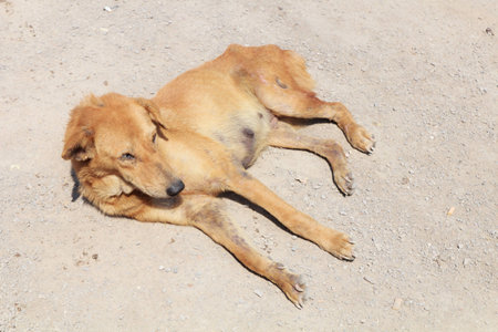 Homeless dog sleeping on the street-2の写真素材