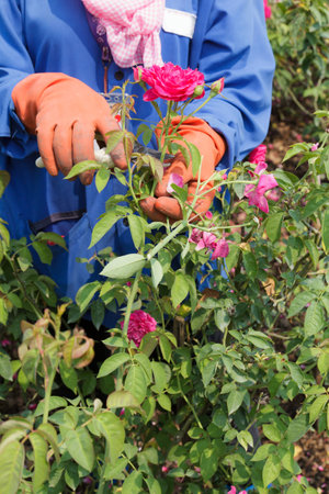 Worker hand cutting the rose in garden-2の写真素材