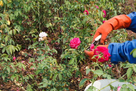 Worker hand cutting the rose in gardenの写真素材
