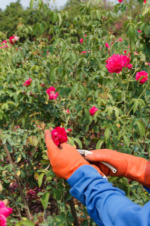 Worker hand cutting the rose in gardenの写真素材