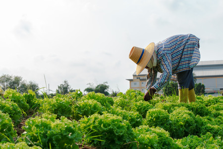 Thai rural farmers working on the Vegetables fieldの写真素材
