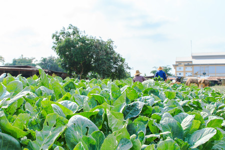 Chinese broccoli field with rural farmers backgroundの写真素材