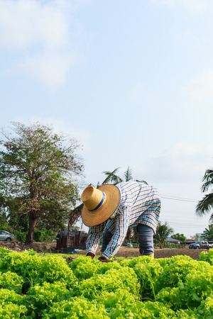 Rural farmers woman working on the Vegetables fieldの写真素材