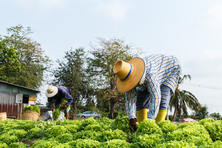 Rural farmers working on the Vegetables fieldの写真素材