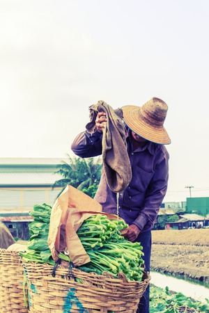 Vintage of rural farmers working on the Vegetables fieldの写真素材