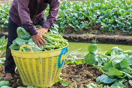 Man farmer working at the Chinese Broccoli fieldの写真素材