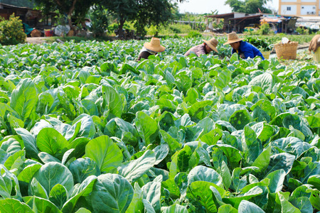 Chinese broccoli field with rural farmers backgroundの写真素材