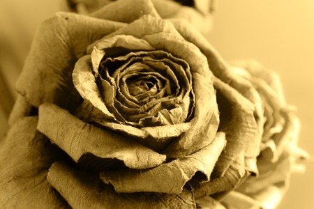 sepia rose flower background and textureの写真素材