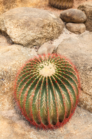 Cactus plant on day timeの写真素材