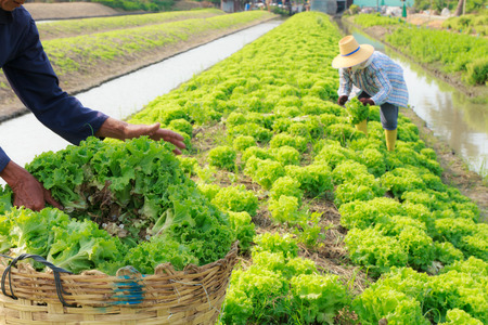Collard and farmer on farming backgroundの写真素材