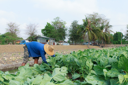 Collard and farmer on farming backgroundの写真素材