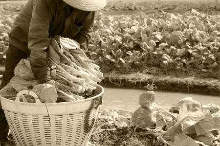 rural farmer working on the Vegetables fieldの写真素材