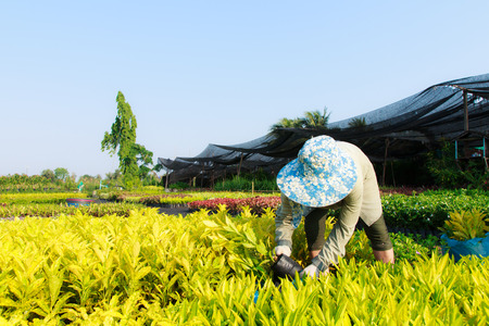 rural farmer working on the gardenの写真素材