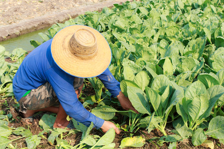 rural farmer working on the Vegetables fieldの写真素材