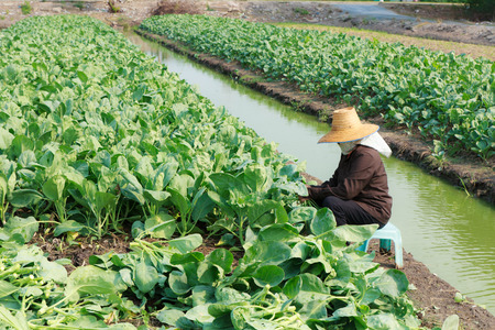 rural farmer working on the Vegetables fieldの写真素材