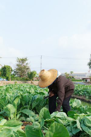 rural farmer working on the Vegetables fieldの写真素材