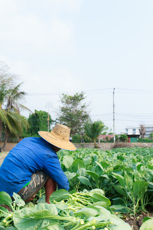 rural farmer working on the Vegetables fieldの写真素材