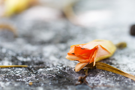 Close up of red flower on the streetの写真素材