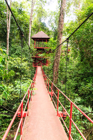 Red bridge in the forestの写真素材