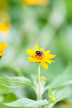 Bee flying over yellow flowerの写真素材
