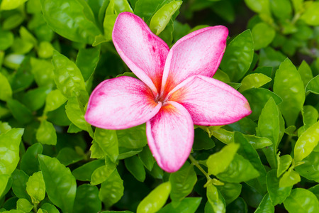 Pink flowers frangipani (plumeria) on green leaf backgroundの写真素材