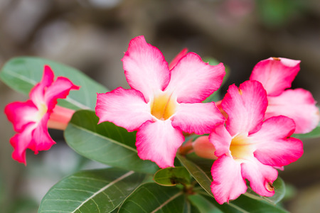 Pink flowers frangipani (plumeria) for backgroundの写真素材