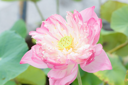 Pink lotus and green leaf backgroundの写真素材