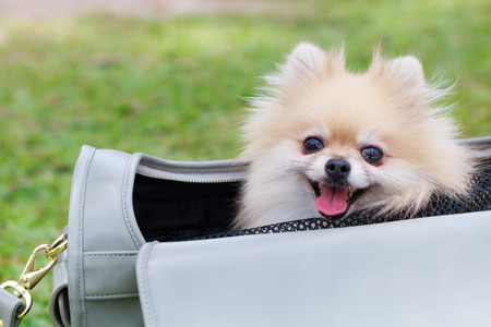 Cute dog sitting in woman bagの写真素材