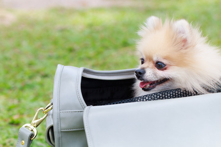 Cute dog sitting in woman bagの写真素材