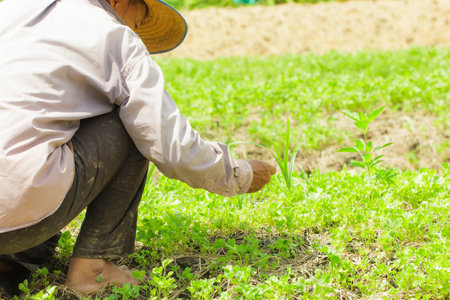 Farmer people planting in the urban farming fieldのeditorial素材