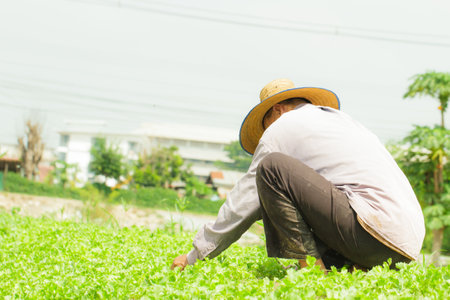 Farmer people planting in the urban farming fieldのeditorial素材