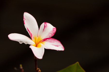 tropical pink flower frangipani (plumeria) on black backgroundの写真素材