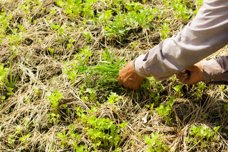 Farmer people planting in the urban farming fieldのeditorial素材
