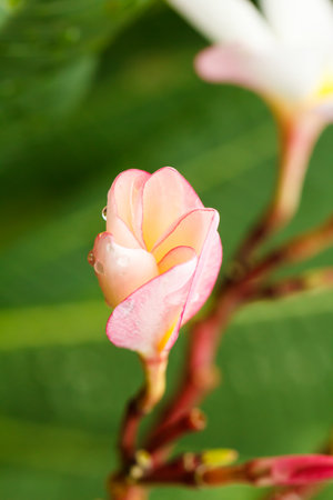Young tropical pink flowers frangipani (plumeria) on green leaf backgroundのeditorial素材