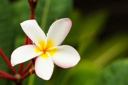 Tropical pink flowers frangipani (plumeria) on green leaf backgroundの写真素材