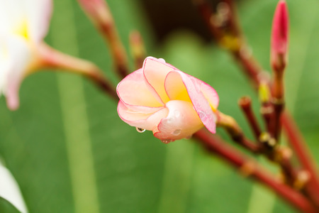 Young tropical pink flowers frangipani (plumeria) on green leaf backgroundの写真素材