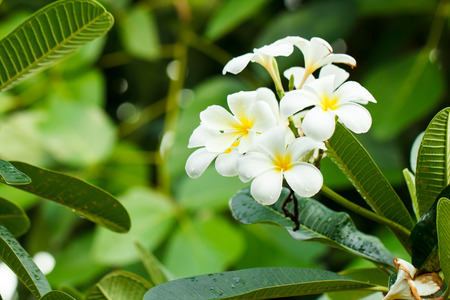 White frangipani flowers with rain drops on natural backgroundの写真素材